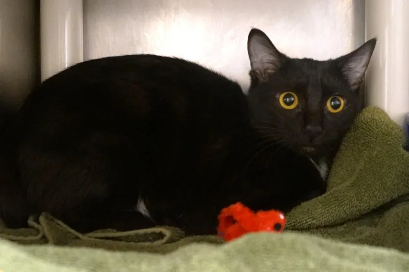 Moira Rose thumbnail 3