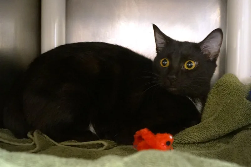 Moira Rose thumbnail 4