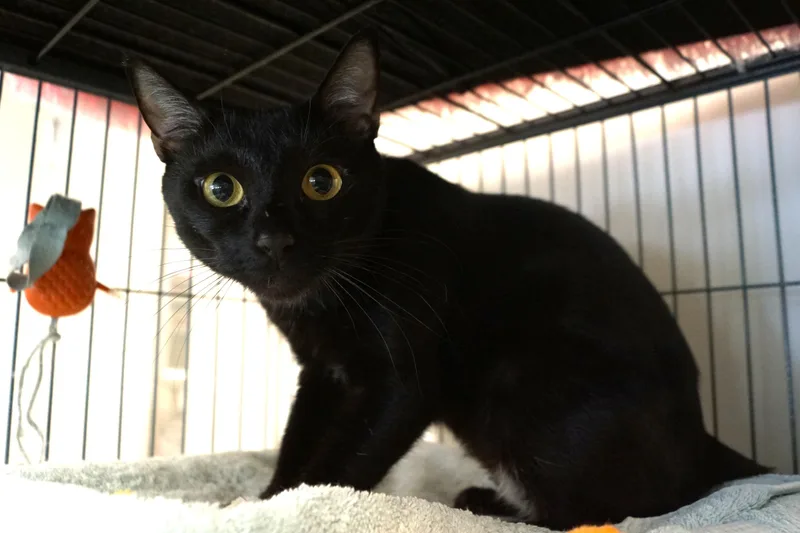 Moira Rose thumbnail 5