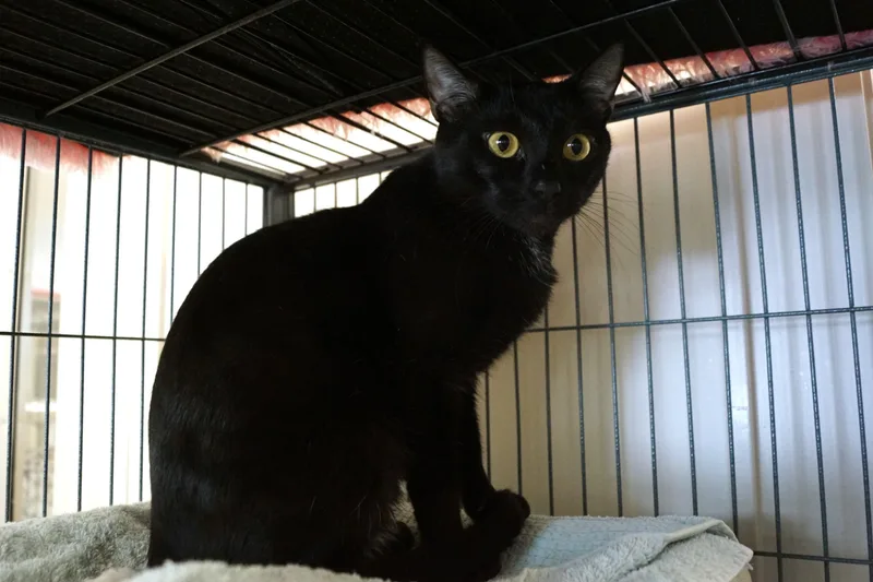 Moira Rose thumbnail 6