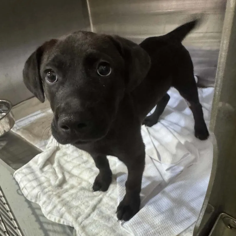 A baby medium-sized male Black Hound dog named Smokey for adoption in Seminole, FL