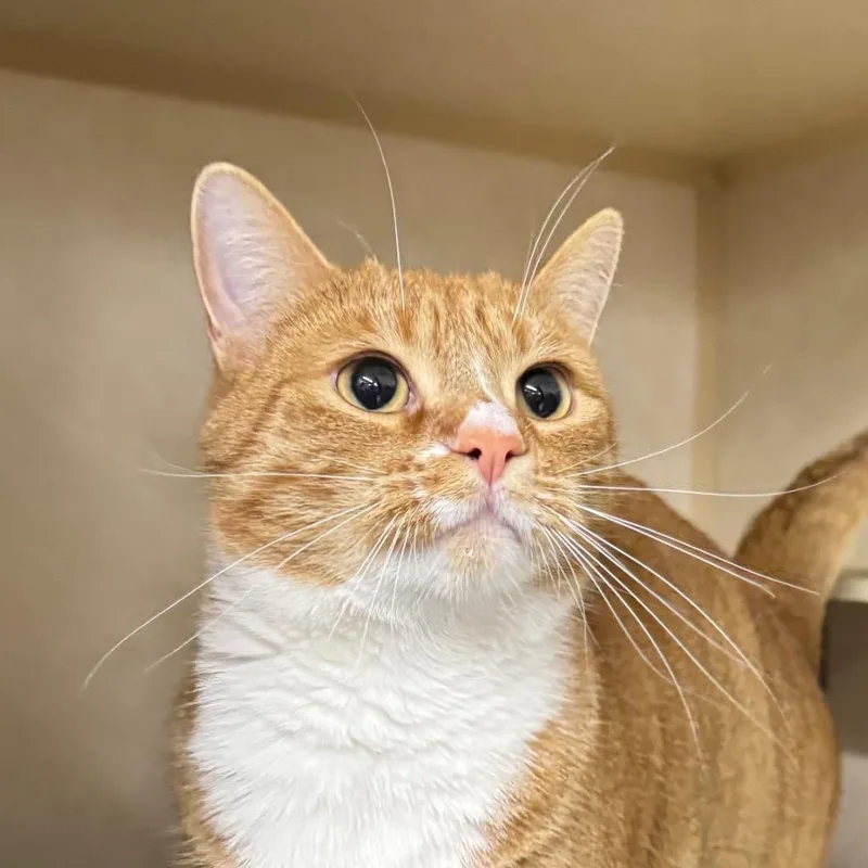 An adult medium-sized male Domestic Short Hair cat named Liam for adoption in Battle Creek, MI