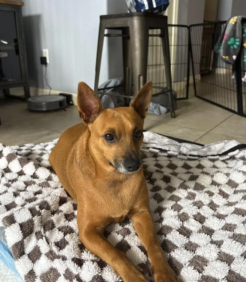 A young medium-sized male Miniature Pinscher dog named Diego for adoption in Pflugerville, TX