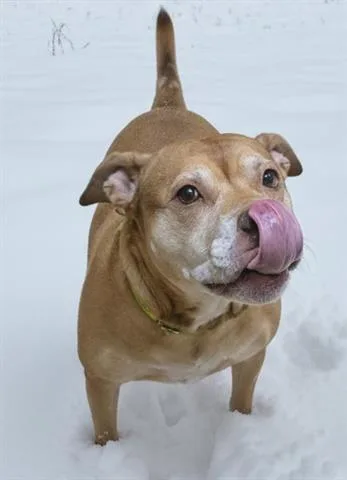 An adult medium-sized female Mastiff dog named Geraldine for adoption in Akron, OH