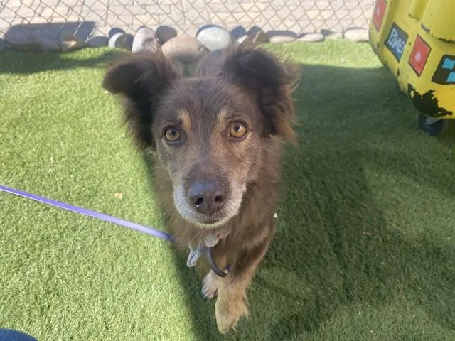 An adult large-sized male Australian Shepherd dog named Flynn for adoption in Phoenix, AZ