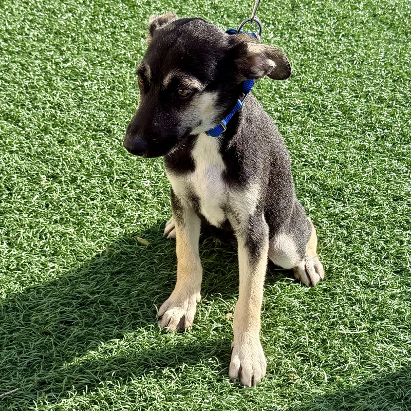 A baby medium-sized female Tricolor (Brown, Black, & White) Mixed Breed dog named Liberty for adoption in Libertyville, IL