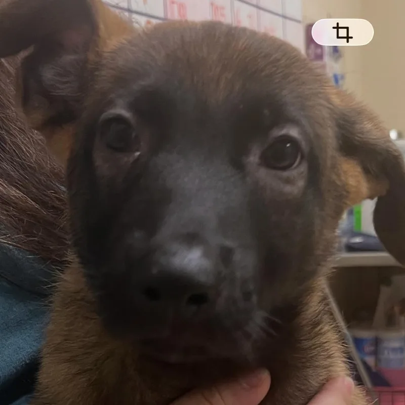 A baby medium-sized male Belgian Shepherd / Malinois dog named Sevilin for adoption in Cumming, GA