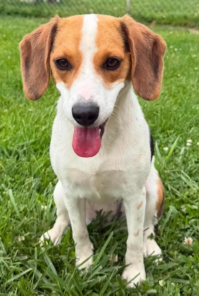 A young medium-sized female Beagle dog named Bella for adoption in Lagrange, IN