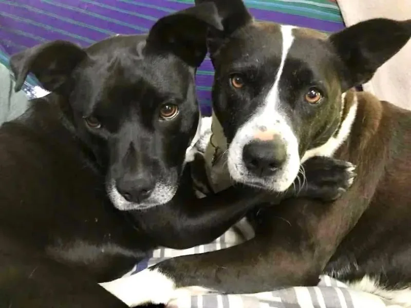 Frenchie And Madge