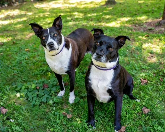 Frenchie And Madge thumbnail 2