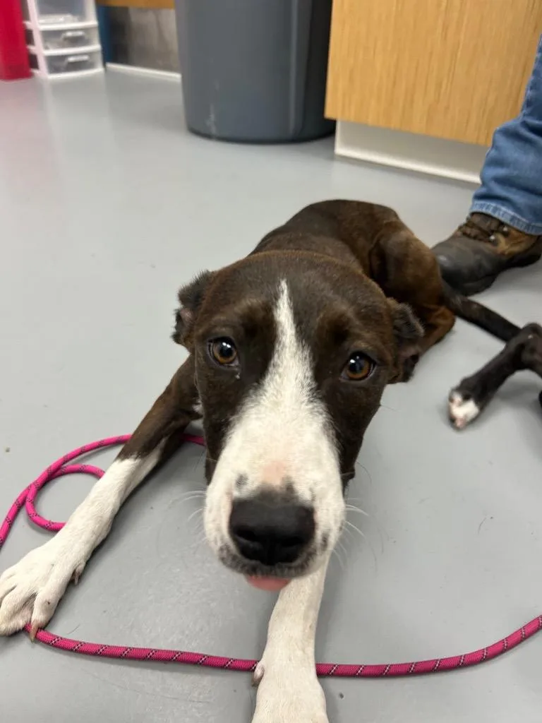 A baby medium-sized female Mountain Cur dog named Tiger Shark for adoption in Hartsville, SC
