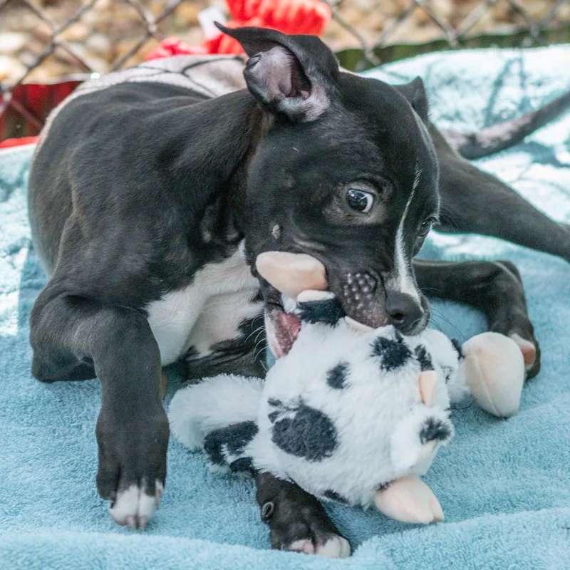 A baby medium-sized male Labrador Retriever dog named Cipher for adoption in Hilton Head Island, SC