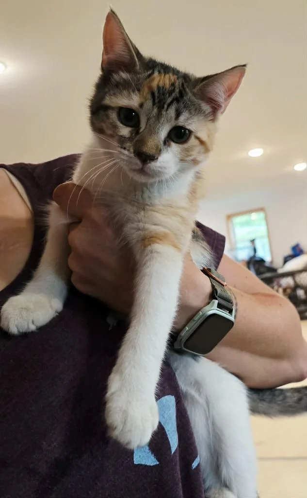 A baby medium-sized female Domestic Short Hair cat named Rainbow for adoption in Sprakers, NY