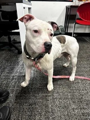 An adult medium-sized male Mixed Breed dog named Hendrix for adoption in West Chester, PA