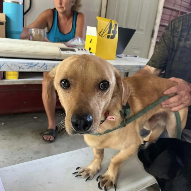 An adult small-sized male Yellow / Tan / Blond / Fawn Dachshund dog named Odin for adoption in Smithfield, NC