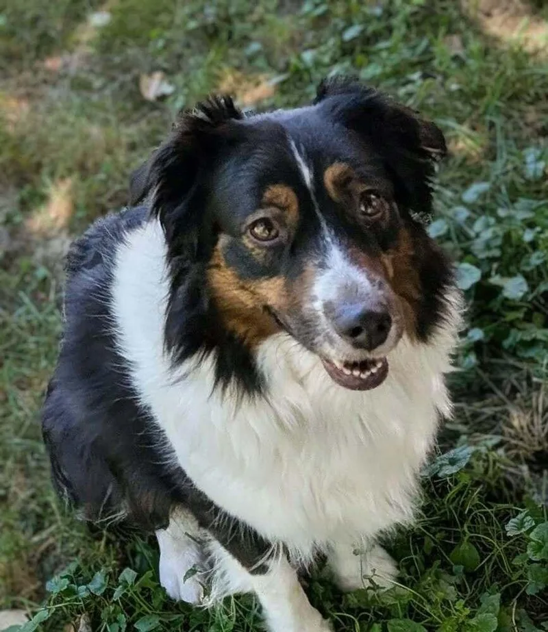 Jessie