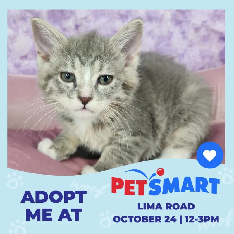 A baby small-sized female Gray / Blue / Silver Domestic Short Hair cat named Doc for adoption in Fort Wayne, IN