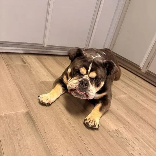An adult medium-sized female Brown / Chocolate English Bulldog dog named Duchess for adoption in Turlock, CA