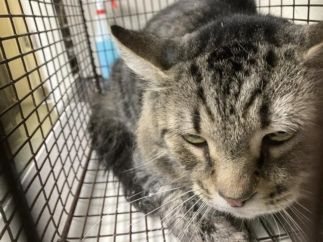 An adult medium-sized male Domestic Short Hair cat named Sam for adoption in Long Beach, CA