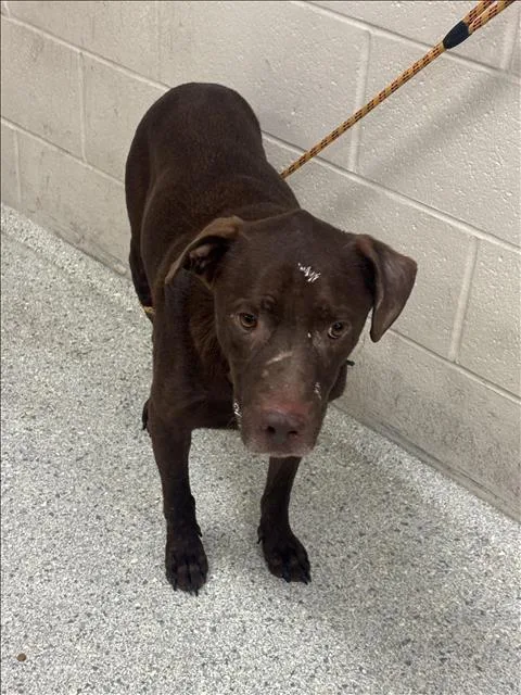 An adult medium-sized male Labrador Retriever dog named Beclan for adoption in Conroe, TX