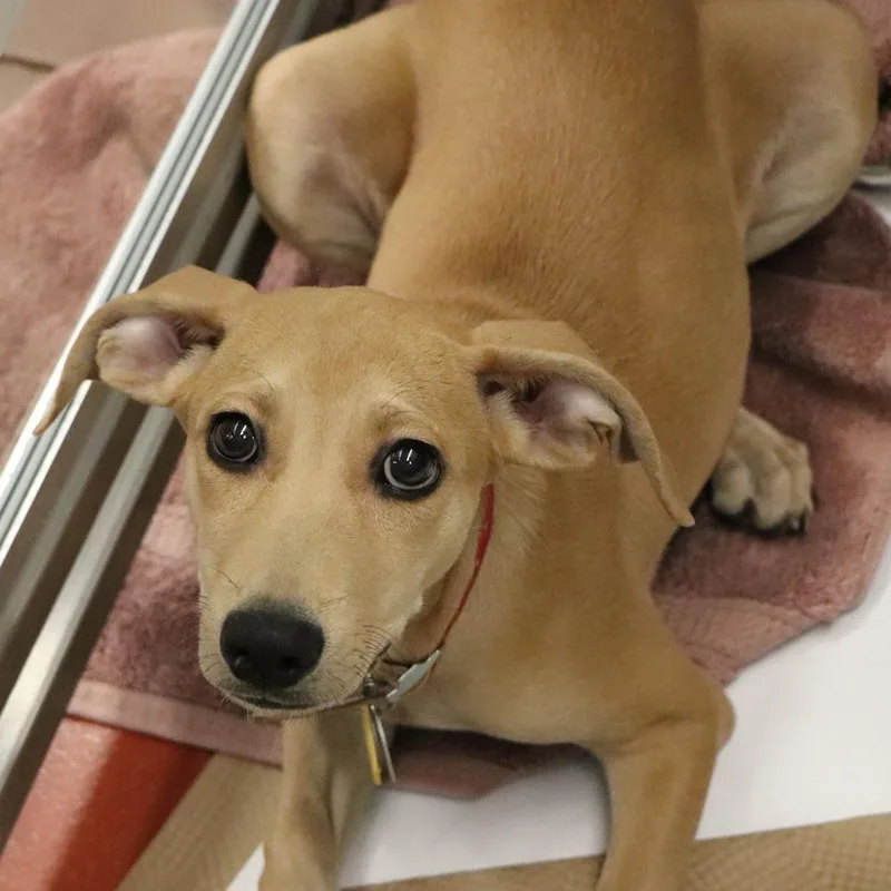 A baby small-sized female Beagle dog named R Sandy for adoption in Port Washington, NY
