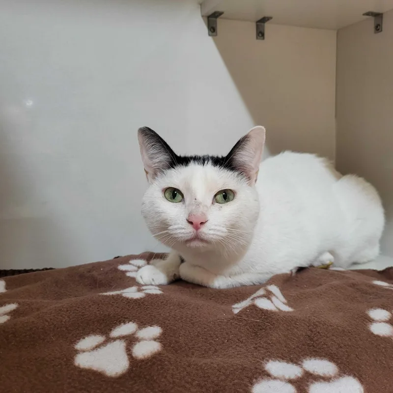A young medium-sized female White Domestic Short Hair cat named Milkshake for adoption in East Brunswick, NJ