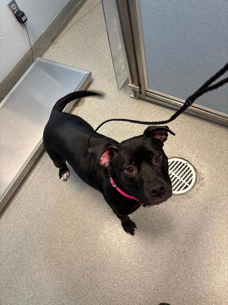 A young medium-sized female Pit Bull Terrier dog named Ava for adoption in Bloomington, IN