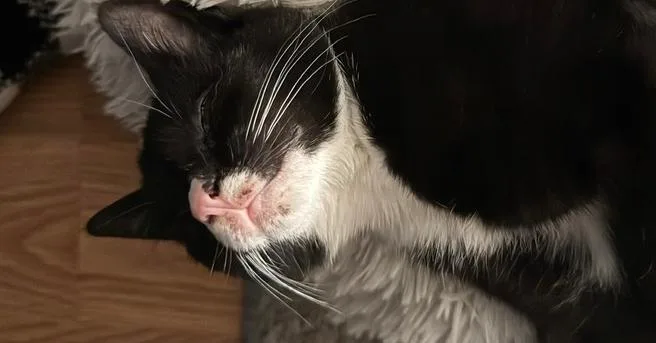 A baby small-sized female Black & White / Tuxedo Domestic Short Hair cat named Scout for adoption in Tampa, FL