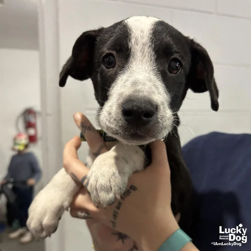 A baby medium-sized male Labrador Retriever dog named Josh for adoption in Washington, DC