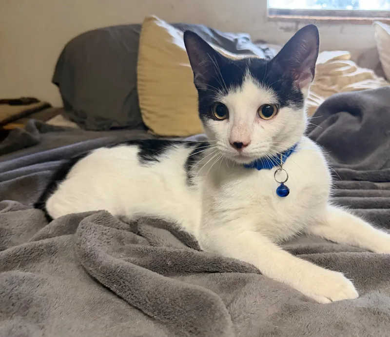 A young medium-sized male American Shorthair cat named Cody for adoption in Calera, AL
