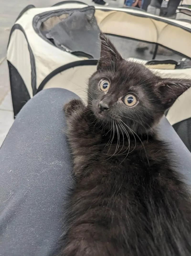 A young medium-sized female Black Domestic Short Hair cat named Pickerel for adoption in Grand Rapids, MI