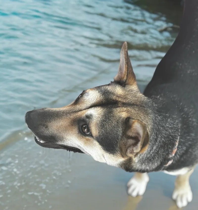 An adult medium-sized female German Shepherd Dog dog named Lyndee for adoption in Bryan, TX
