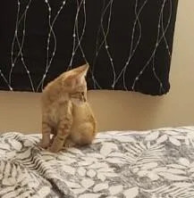 A baby small-sized male Orange / Red Tabby cat named Glendale  AZ Litter for adoption in Anthem, AZ