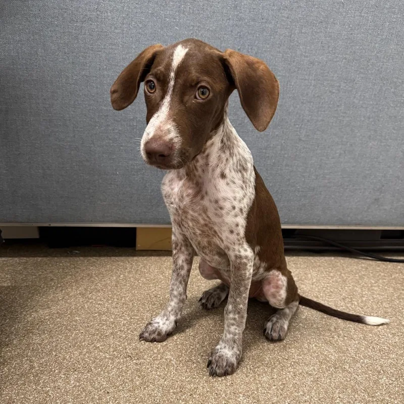A young small-sized female Red / Chestnut / Orange German Shorthaired Pointer dog named Myne for adoption in League City, TX