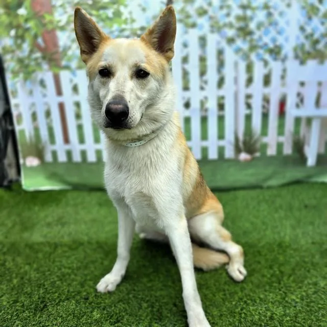 A young large-sized male German Shepherd Dog dog named Ray for adoption in Long Beach, CA