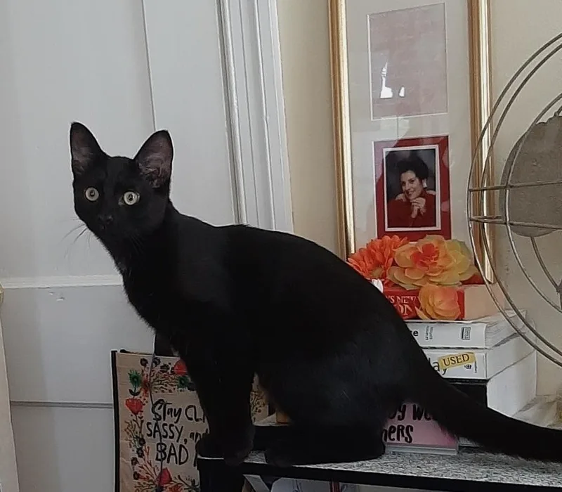 Merlin thumbnail 3