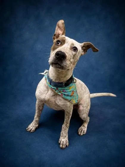 An adult medium-sized male Mixed Breed dog named Benito for adoption in West Chester, PA