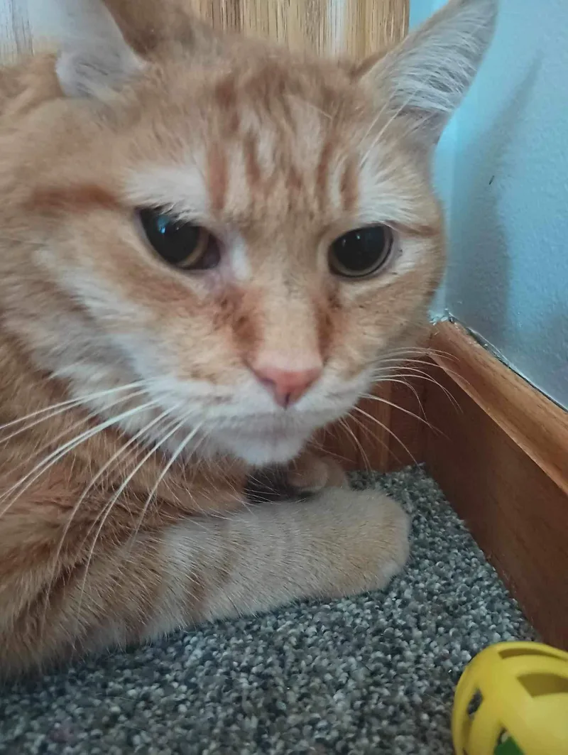 An adult medium-sized male Orange / Red Domestic Short Hair cat named Hubert for adoption in Cuyahoga Falls, OH
