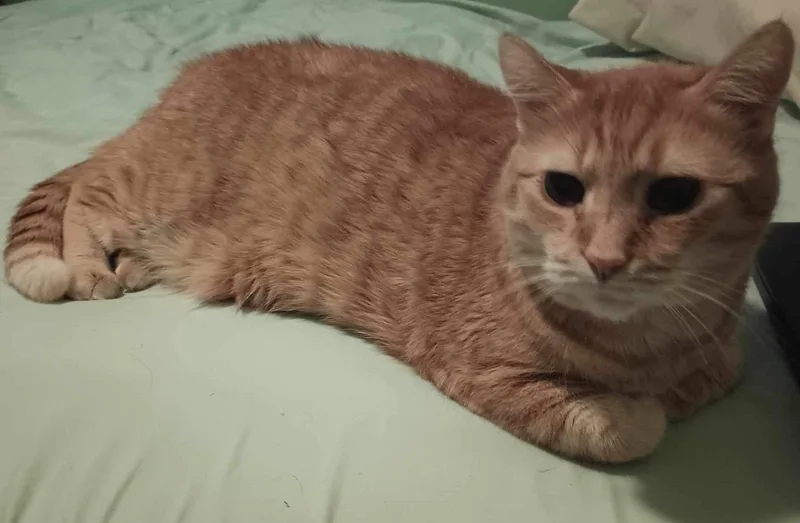 Hubert thumbnail 3