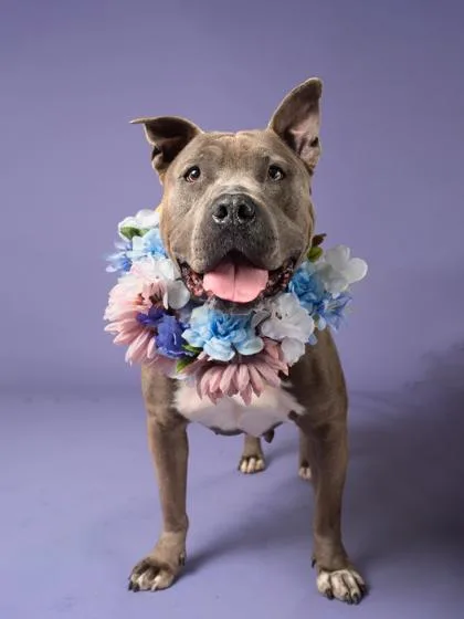 Starlight thumbnail 2