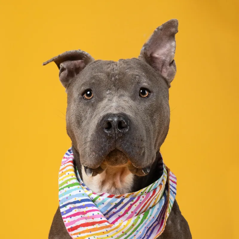 Starlight thumbnail 3