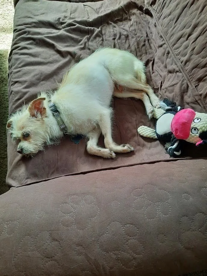 An adult small-sized male Chihuahua dog named Tiptoe for adoption in Plymouth, MN