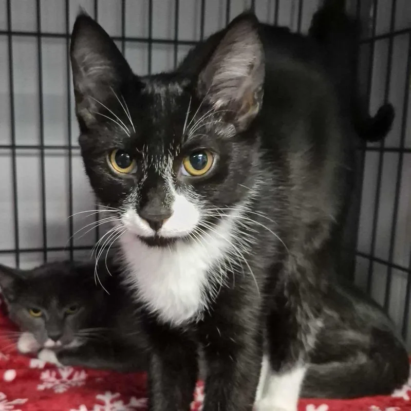 A baby small-sized male Black Domestic Short Hair cat named Van Surfer for adoption in Davenport, IA