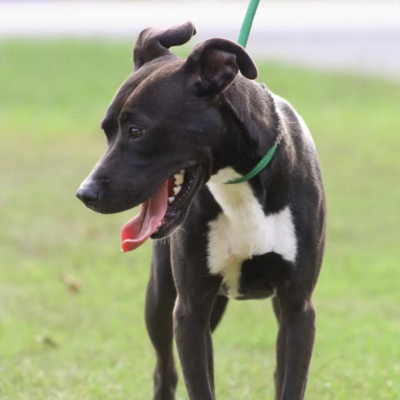 A young medium-sized female Black Mixed Breed dog named Maeve for adoption in Columbia, SC