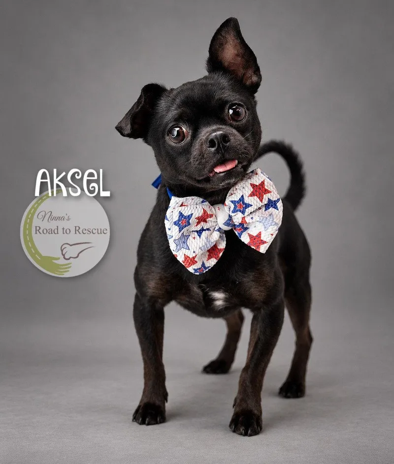 An adult small-sized male Pug dog named Aksel for adoption in Benton, LA