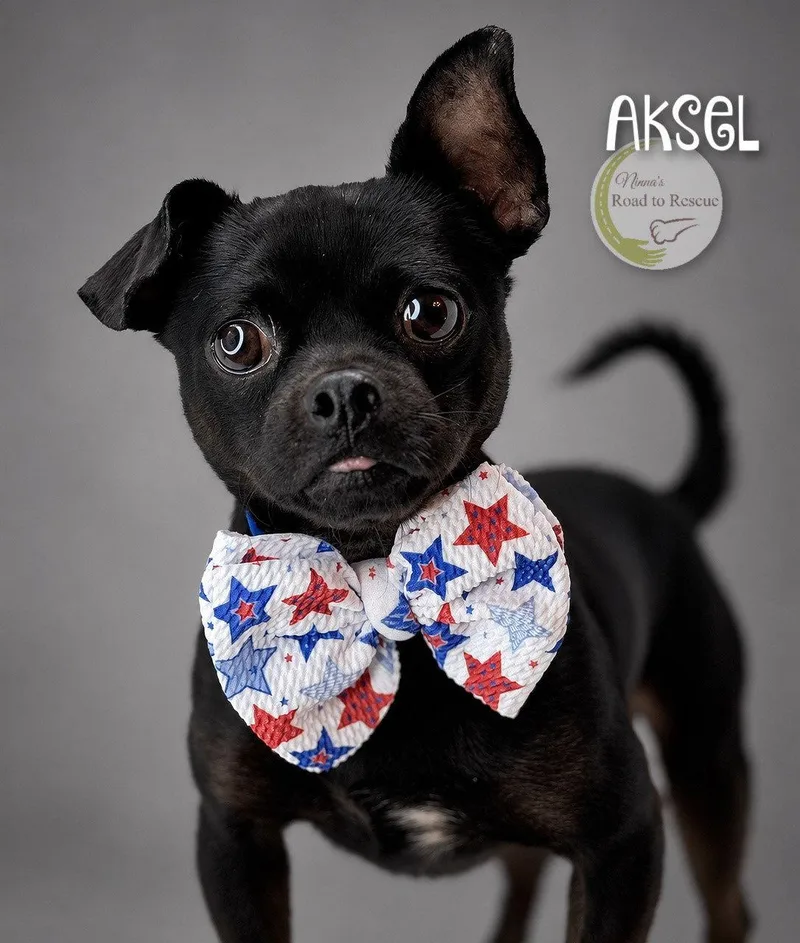 Aksel thumbnail 2