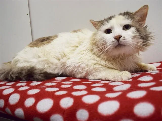 An adult small-sized male Domestic Long Hair cat named Walter for adoption in Sacramento, CA