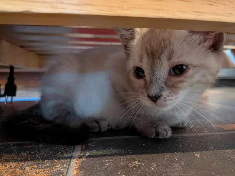 A baby medium-sized female Buff & White Domestic Short Hair cat named Marshmallow for adoption in Cathlamet, WA