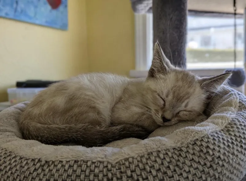 Marshmallow thumbnail 3