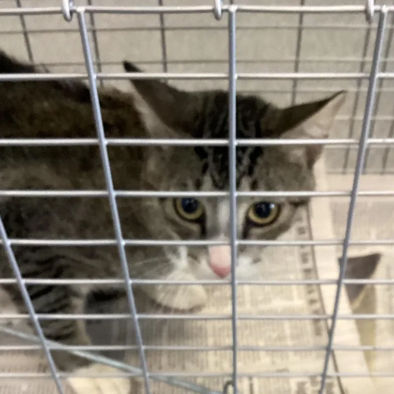 A baby small-sized male Gray / Blue / Silver Domestic Short Hair cat named Tux for adoption in Montgomery, AL